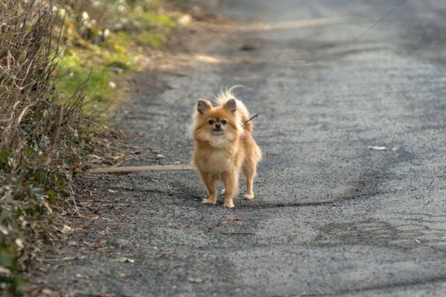 Brutale Tötung eines Hundes: Mann verurteilt nach Drogenrausch.jpg